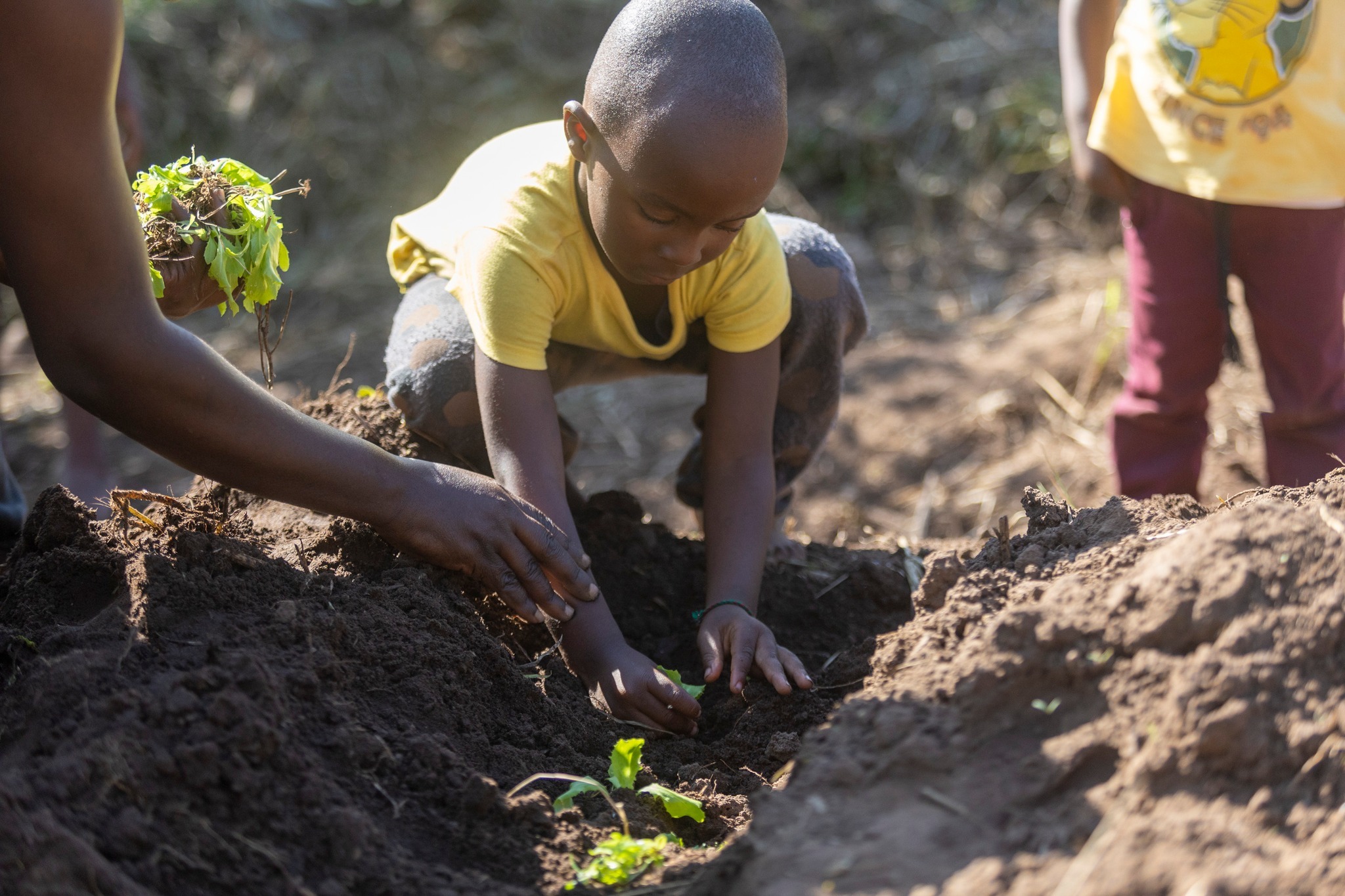 Child in a yellow shirt plants seedlings in rich soil, assisted by an adult. This scene highlights gardening and learning about agriculture.