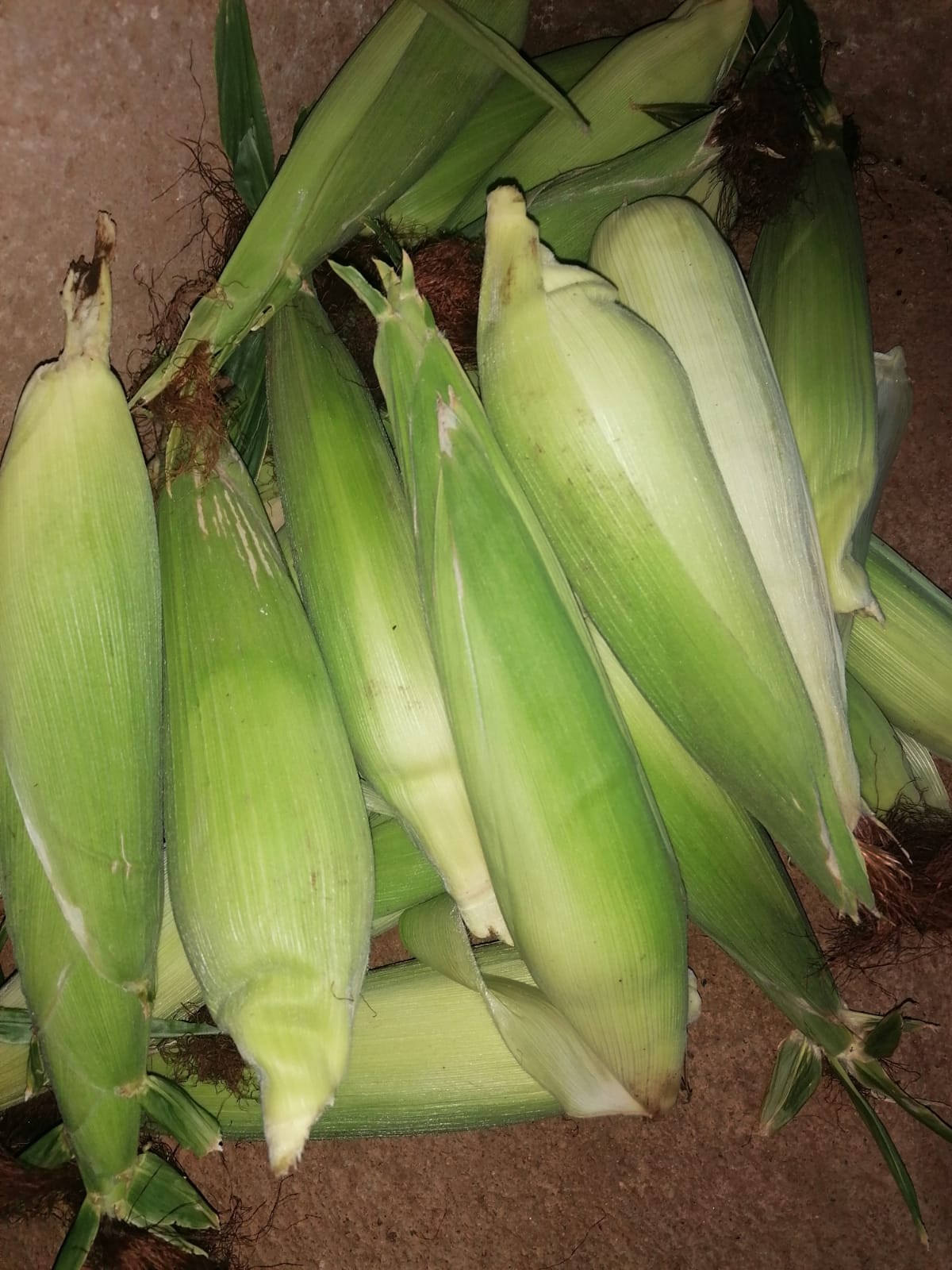 Freshly harvested ears of corn bundled together, showcasing green husks and brown silk. Ideal for recipes or local produce discussions.