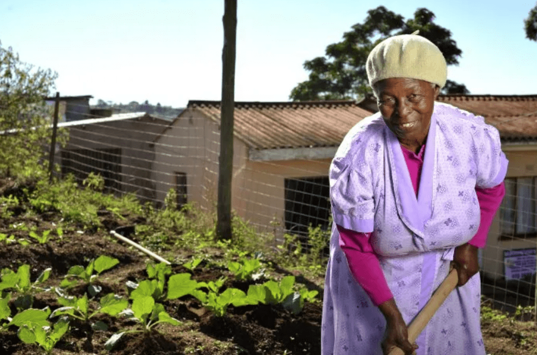 Elderly woman in a purple dress tends to a home garden, showcasing her vibrant vegetable crops under bright sunlight, emphasizing sustainable living.