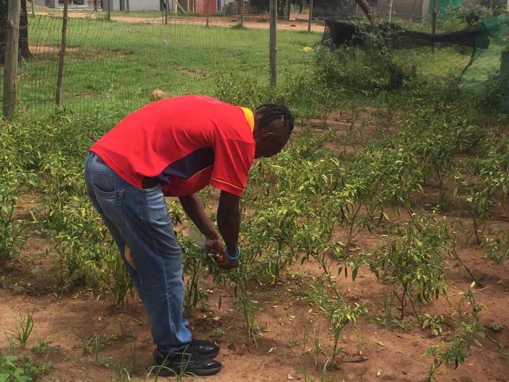 A person in a red and yellow shirt bends down to tend to a field of green chili plants, demonstrating agricultural practices.